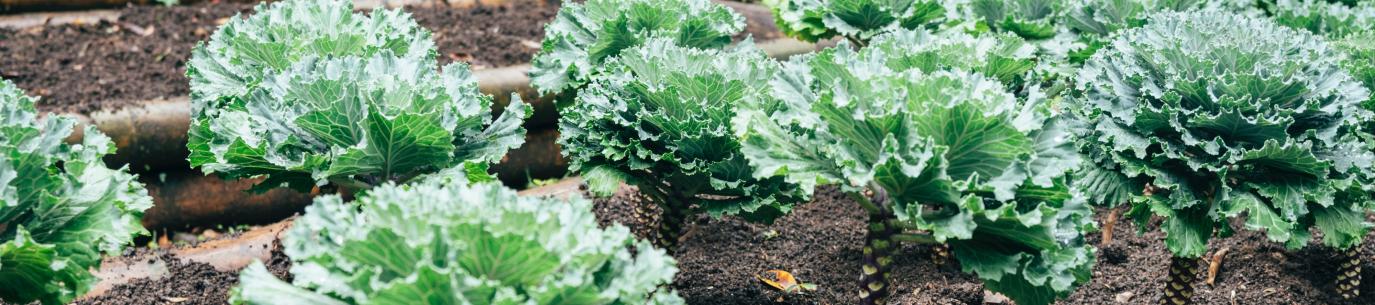 perennial kale plants growing tall during a second season in the climate victory garden